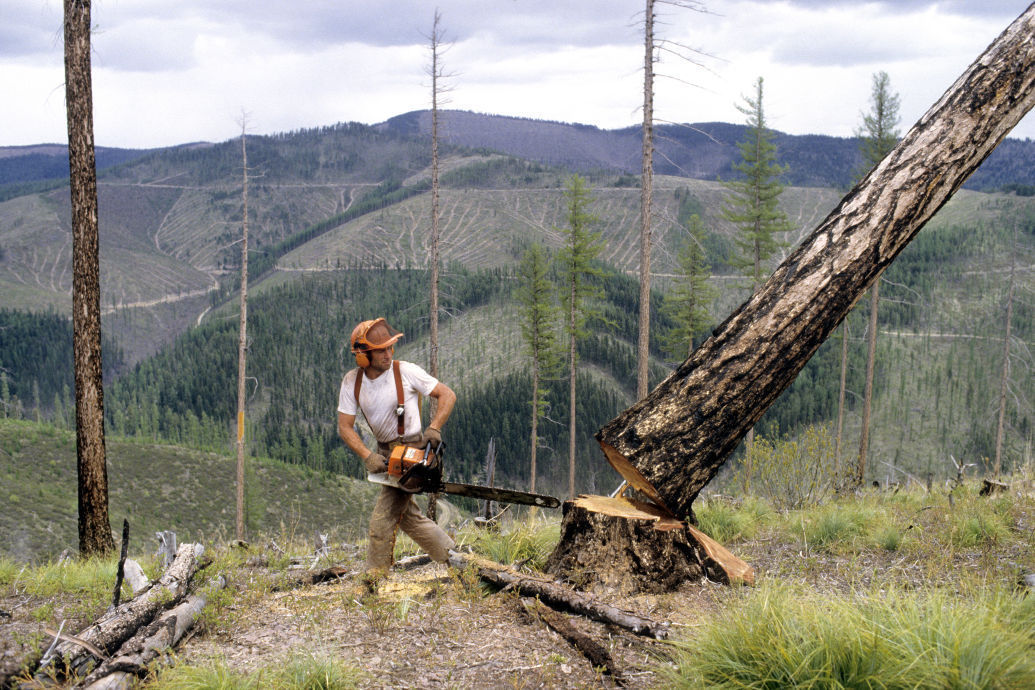 Where does wood come from? Nature and business shape Montana's forests