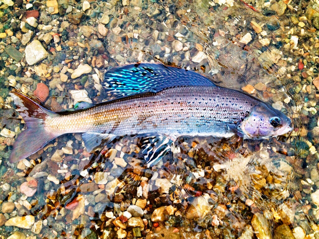 zziplex rods