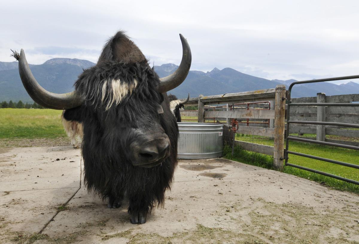 Montana rancher raises prized breeding Tibetan yaks Montana News