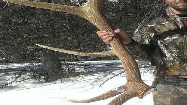 Montana Man Pleads Not Guilty To Poaching Two Elkhorn Bulls Montana News Billingsgazette Com