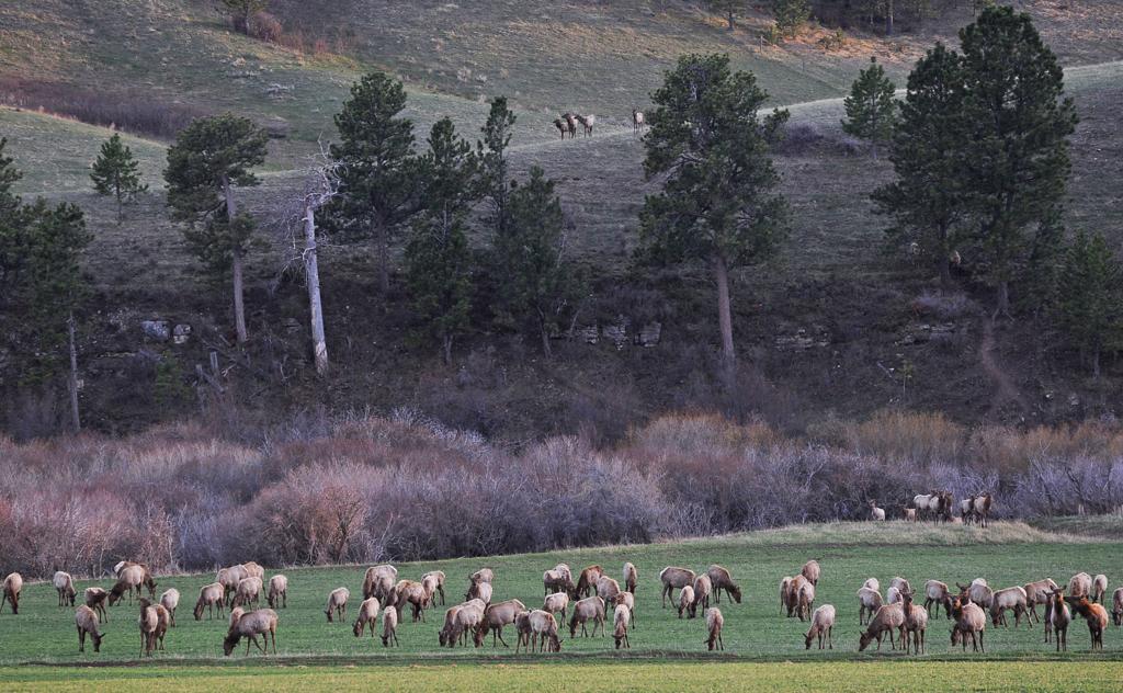 N Bar elk