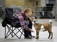 MontanaFair goat show