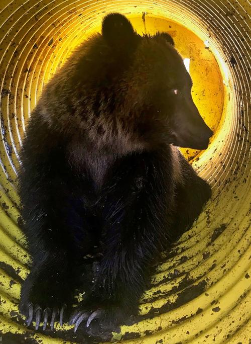 Stevensville grizzly bear