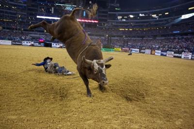 Bushwacker will be the star of Billings PBR event | Rodeo ...