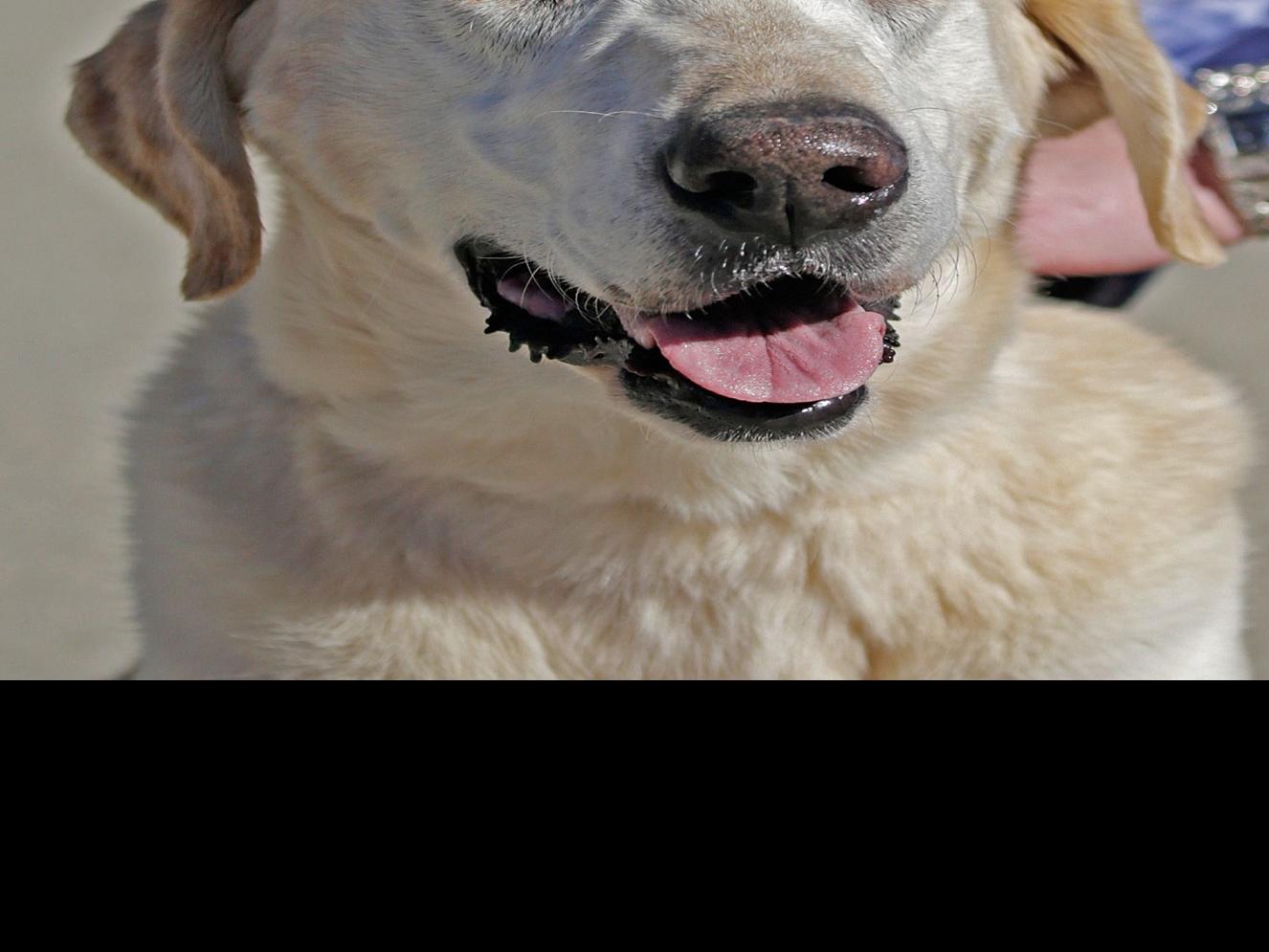 Pet Of The Week Old Yeller Pets Billingsgazette Com