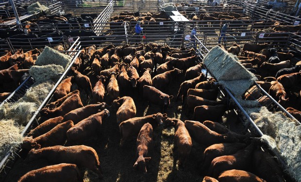 Going, going, gone: Ranchers reap strong cattle prices | Business ...