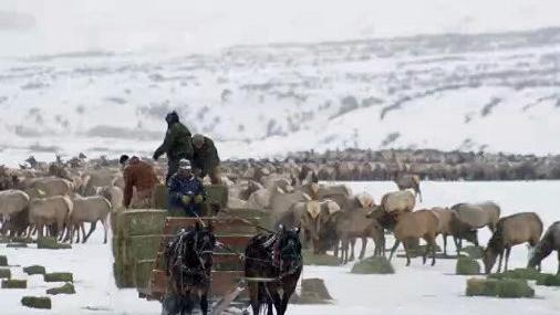 First elk associated with Wyoming feedgrounds tests positive for chronic wasting disease - Vimarsana News