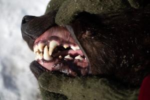 Dorgan-wolfteeth.jpg