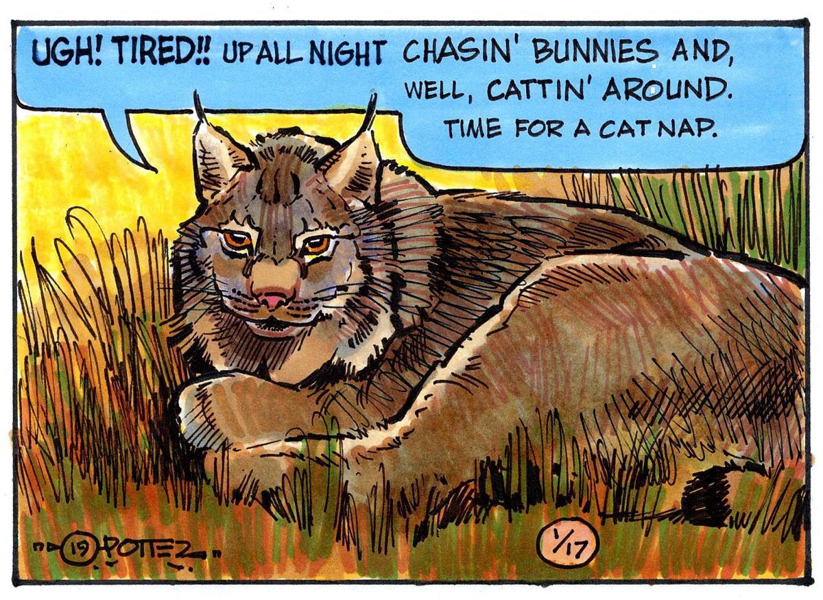 Outdoors Just For Kids Telling Bobcats Lynx Apart Is Difficult