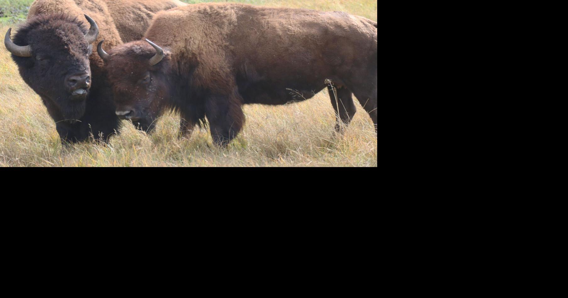 Old Wyoming bones reveal historic bison connections across North America