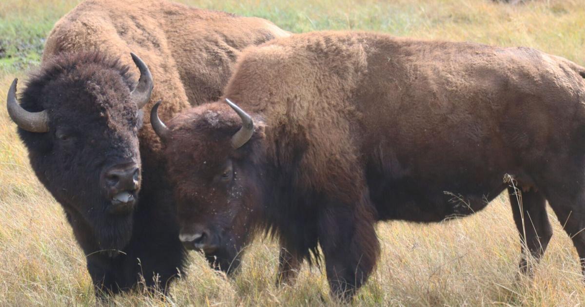 Old Wyoming bones reveal historic bison connections across North America
