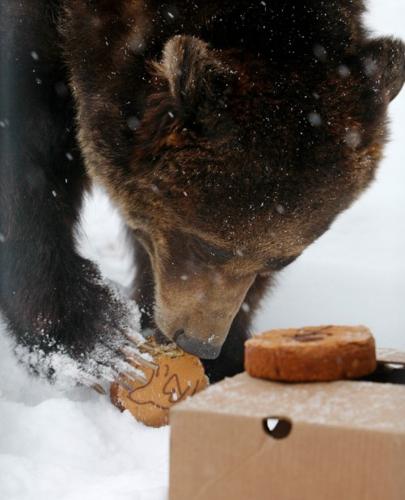 ZooMontana's Ozzy the grizzly bear picks 49ers to win Super Bowl