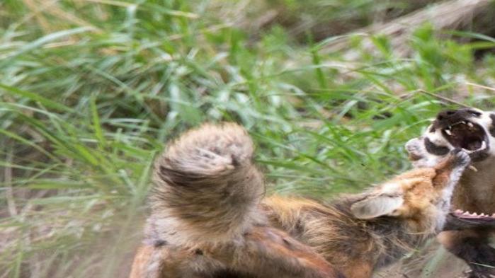 Photographer captures fight over den between badger, fox | Outdoors | billingsgazette.com