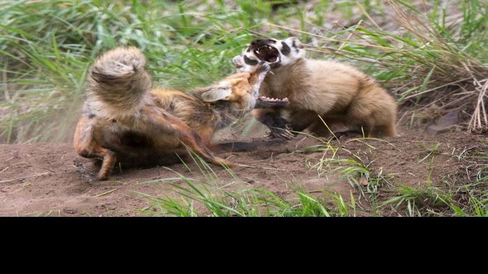 Photographer Captures Fight Over Den Between Badger Fox Outdoors Billingsgazette Com