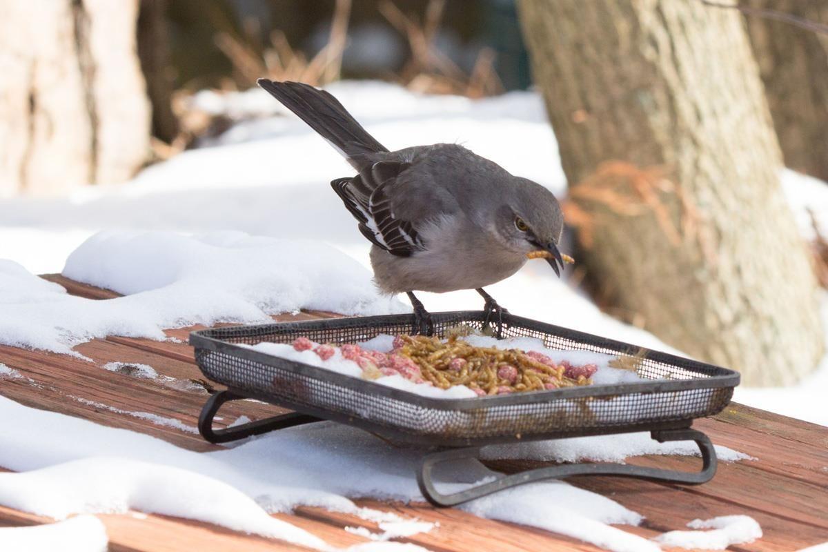 How To Attract Resident Birds To Your Backyard During Cold Weather