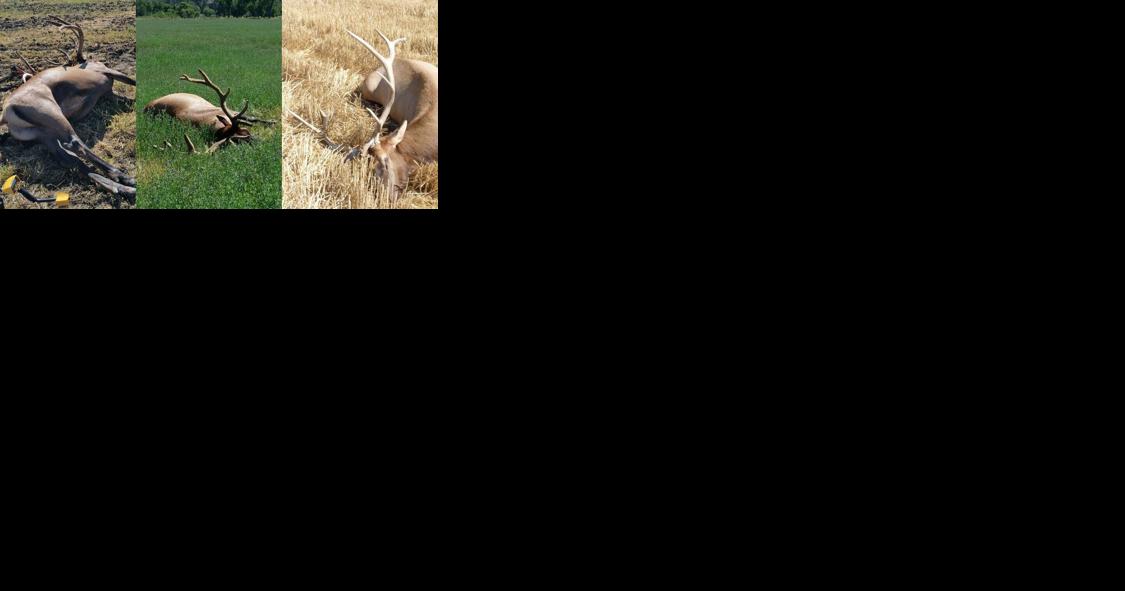 Roundup man's loses hunting privileges after elk poaching - Vimarsana News