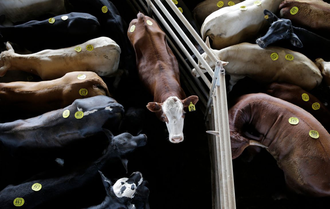 Montana livestock board moves to tighten oversight over agency