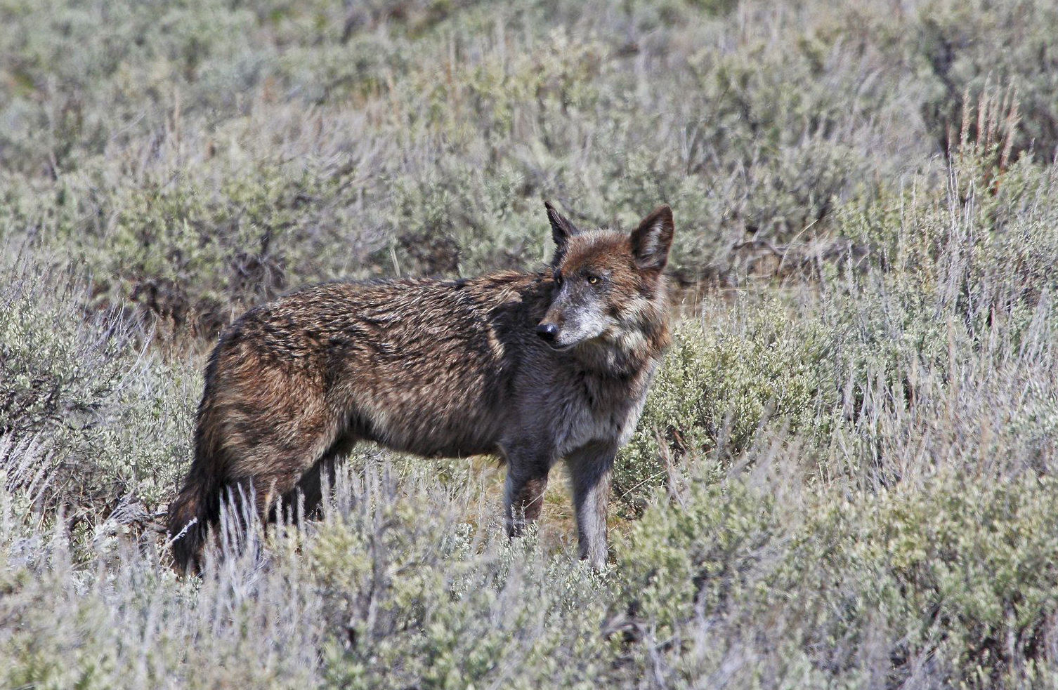 Montana wolf hunt criticized by Yellowstone Park superintendent