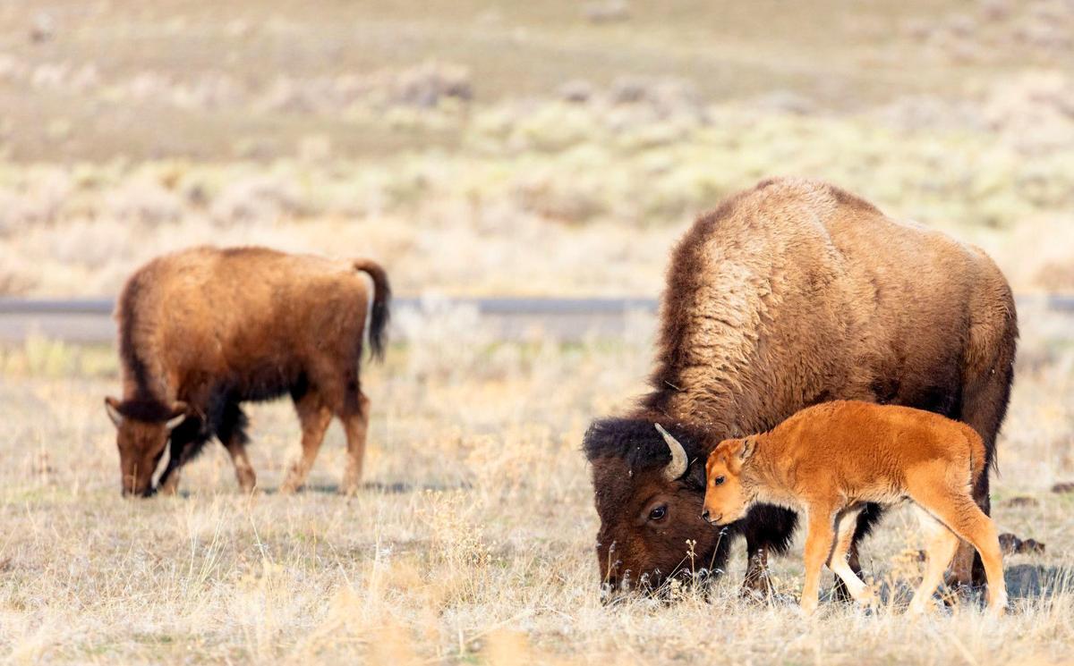 Bison calf
