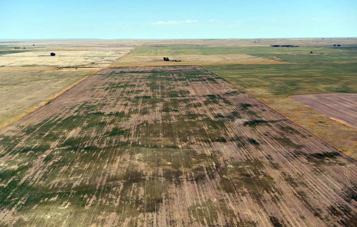 Nearly all of Montana is in drought