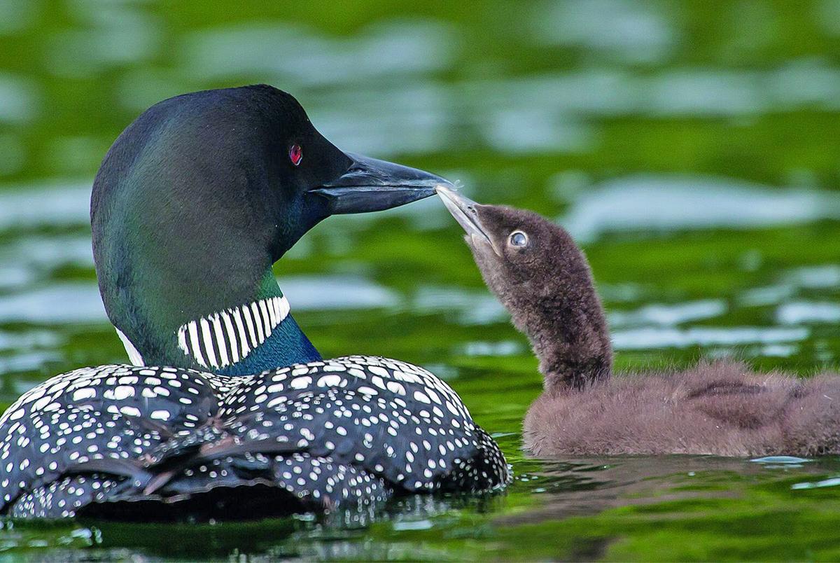Common loons