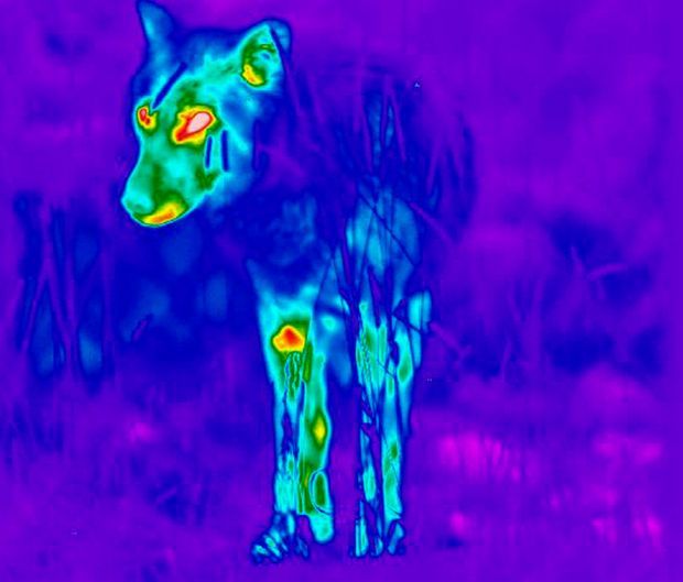 Thermal imaging offers high-tech look at mange among Yellowstone wolves ...