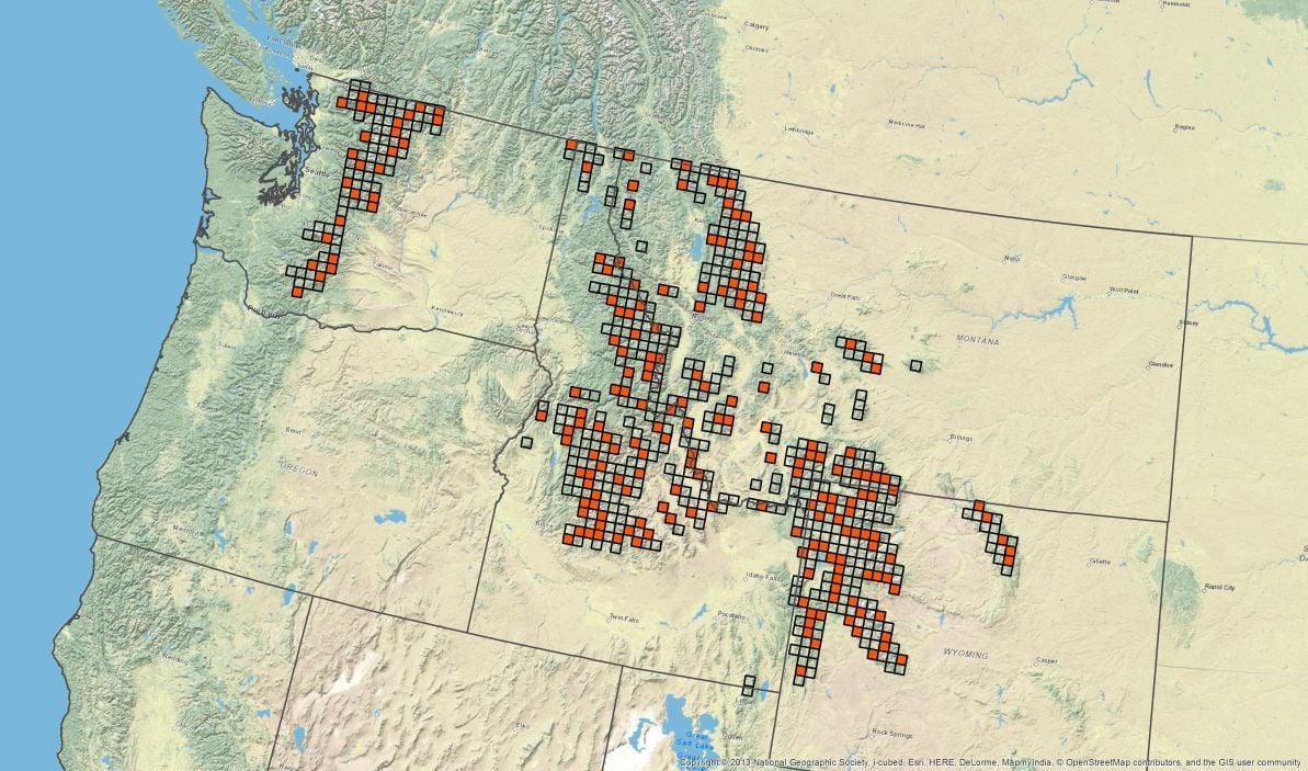 Biologists launch unprecedented multistate wolverine study Montana