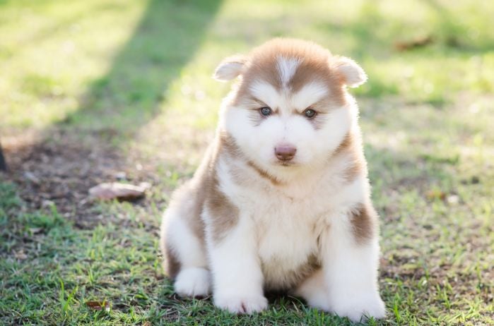 potty training a husky puppy