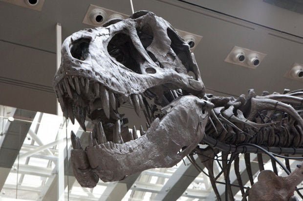 Ekalaka T. rex takes center stage at new dino exhibit in L.A.