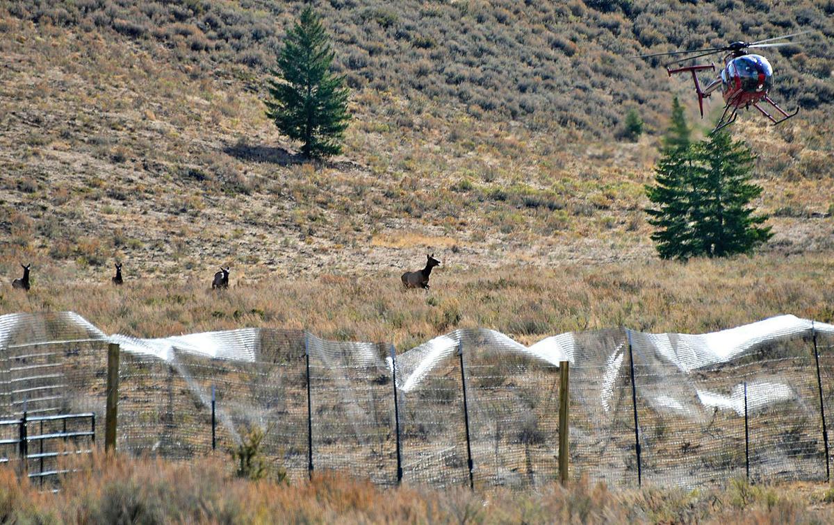 Herding elk