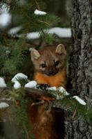 Marten