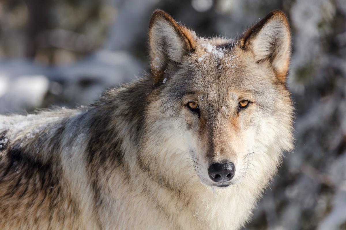 lobo La exitosa reintroducción del lobo en el Parque Nacional de Yellowstone que ayudó a estabilizar el ecosistema lobos