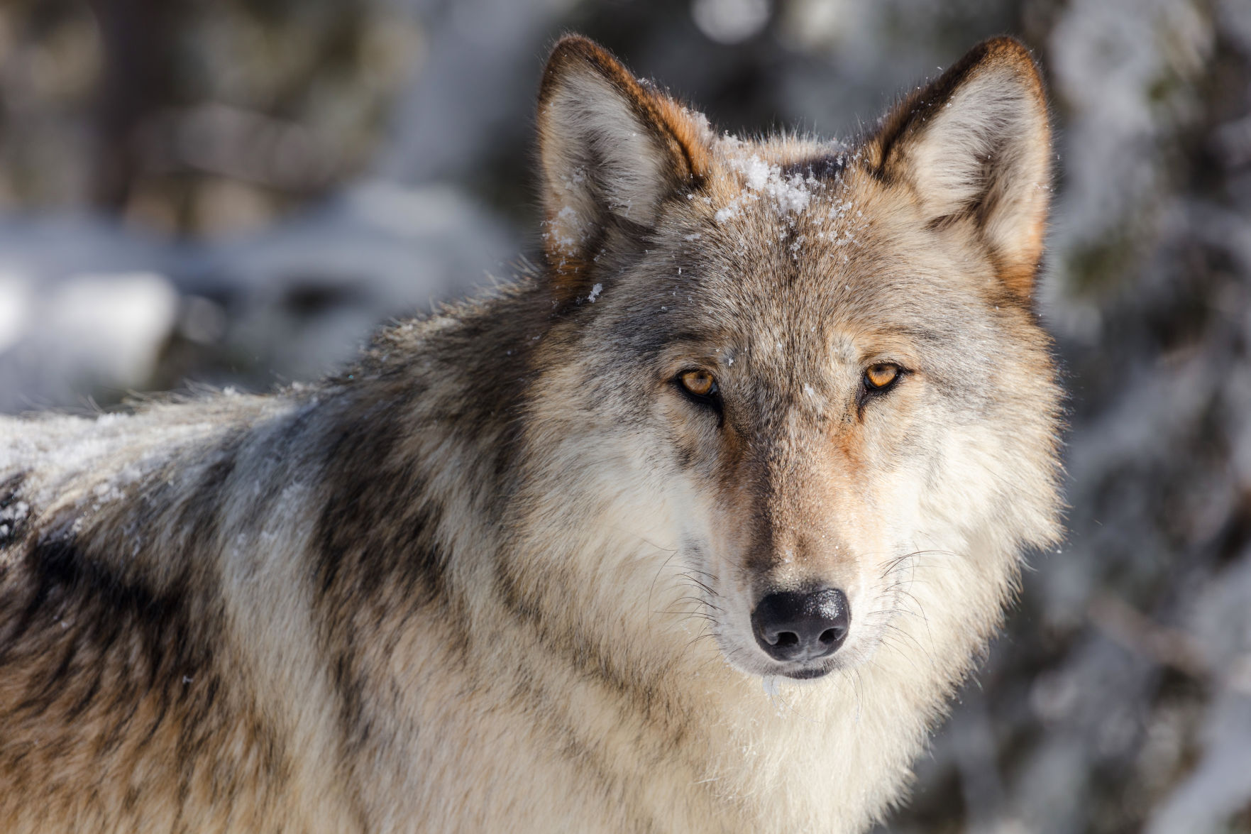 Fewer Yellowstone wolves equals no wolf-on-wolf deaths