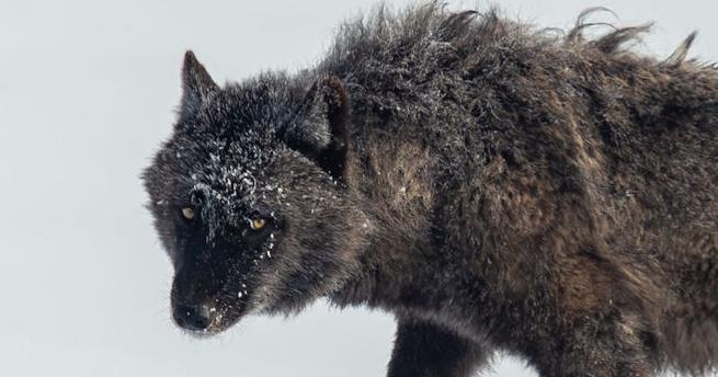 Cultivating tolerance: Wolf researchers advocate power of social media storytelling