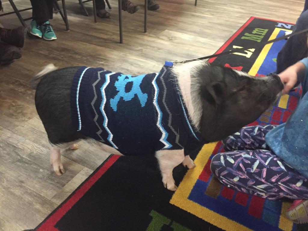 Potbellied Pig Owners Plead With Billings City Council To
