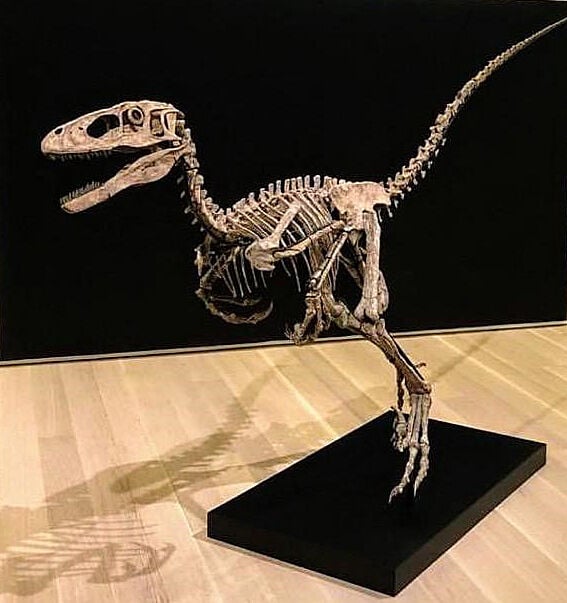 Deinonychus - The Montana Dinosaur Trail