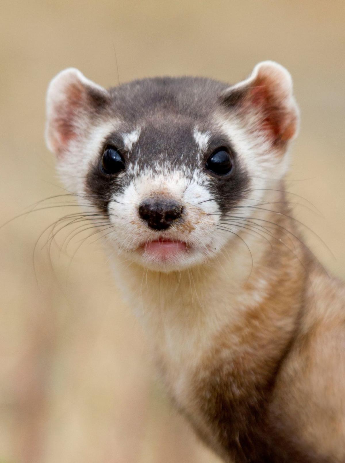 biologist to discuss black footed ferret recovery in cody black footed ferret