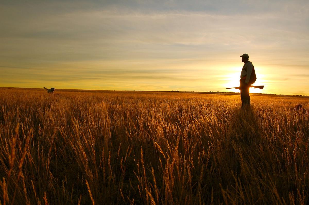Upland bird hunting