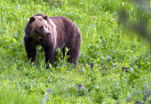Grizzly protections