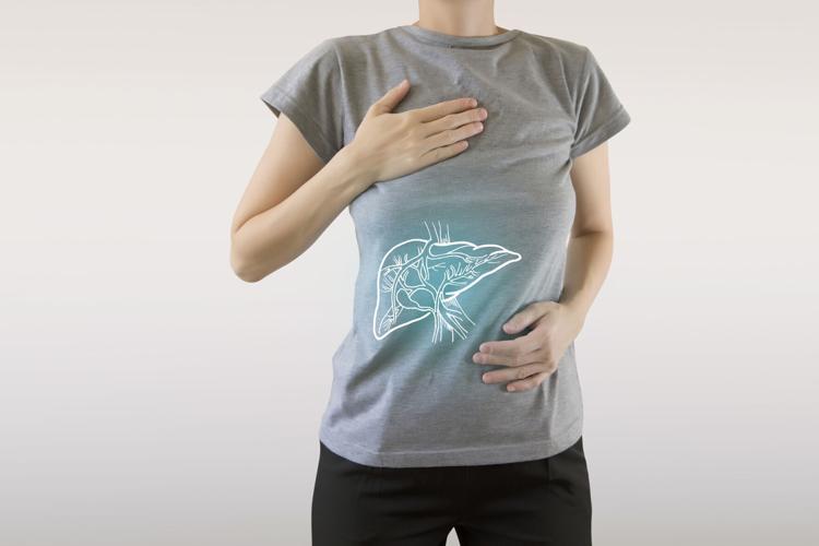 healthy liver highlighted blue - anatomy of healthy human