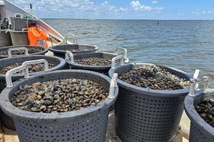 Could shellfish farming fix Florida's algal bloom problem?