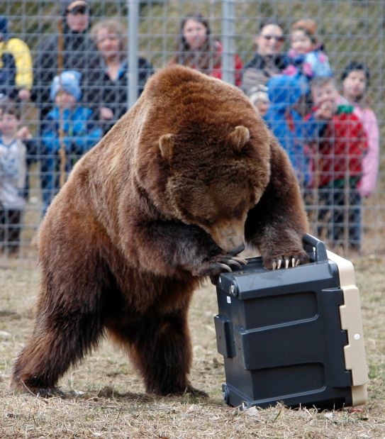 Zoo bears demonstrate sheer strength in destroying mock campground ...
