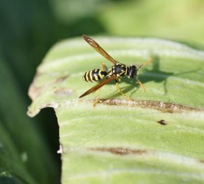 Wyoming Outdoors Yellow Jackets Are A Pain In The Fall