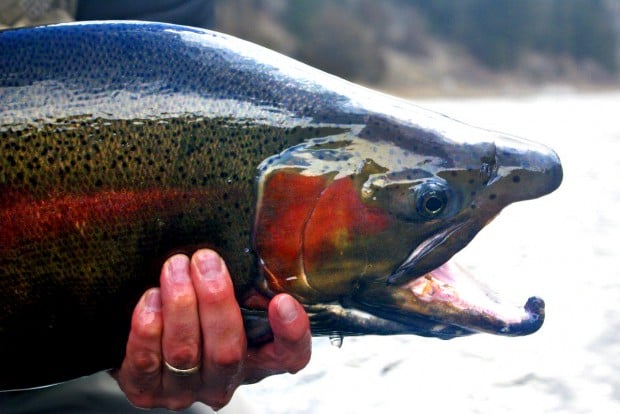 The catch of a lifetime: Fly angler pulls tubby trout from Missouri ...