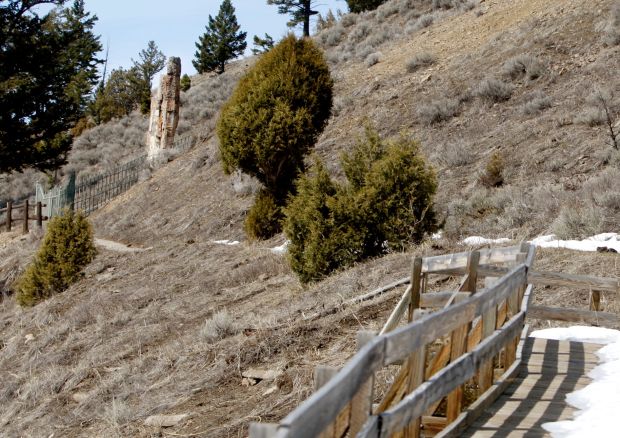 A boardwalk leads to a petrified tree