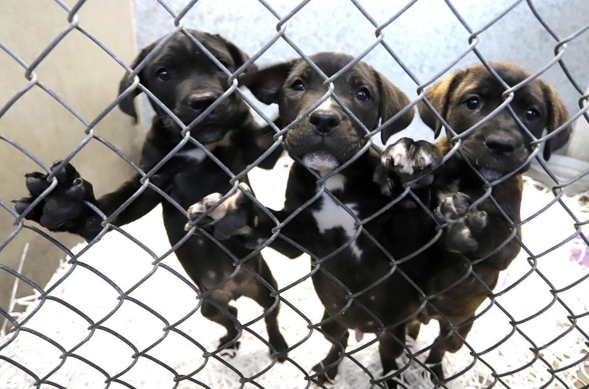 Bitter Root Humane Association shelter