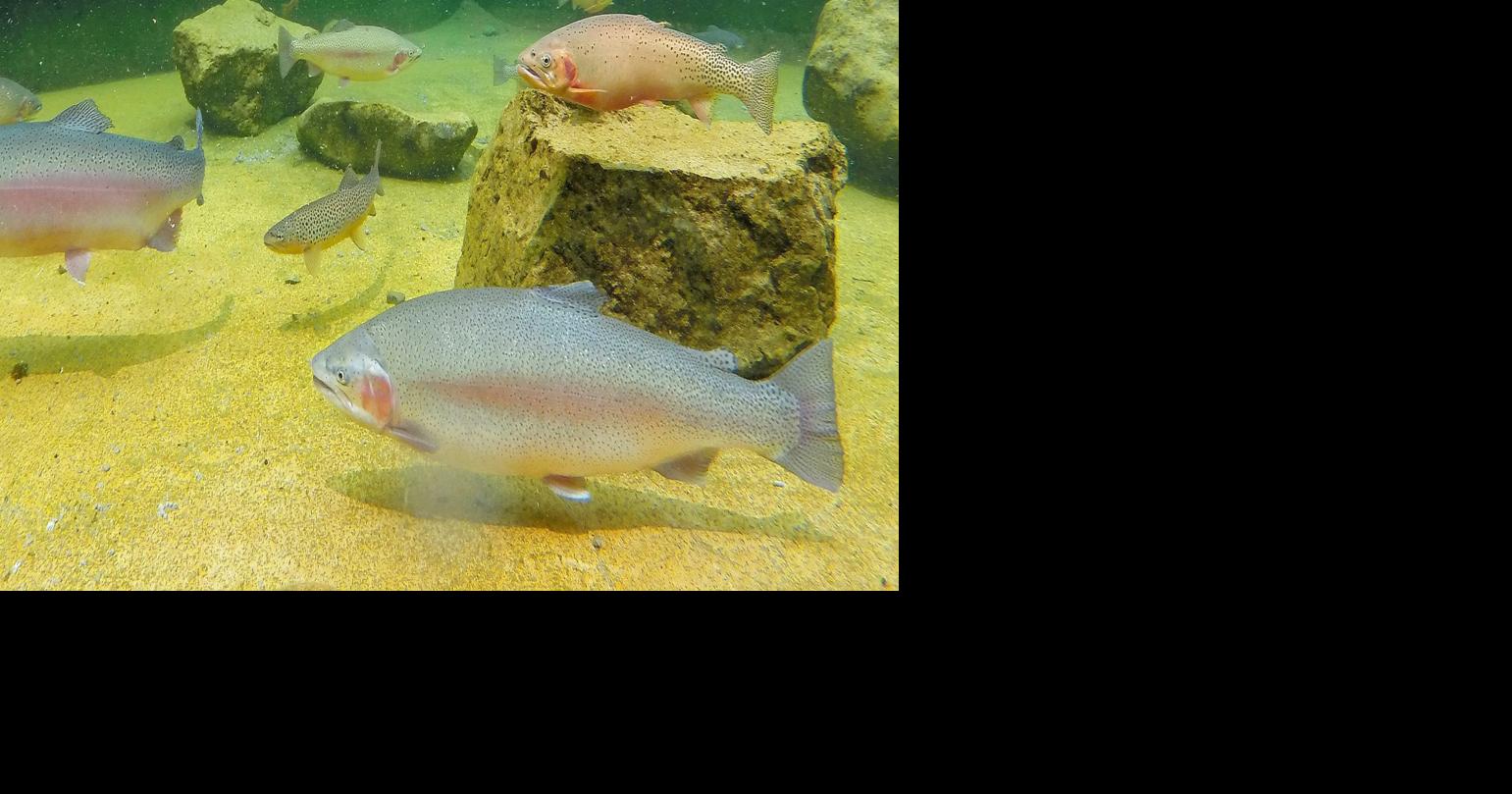 Montana Legislature considers raising private fish pond fees