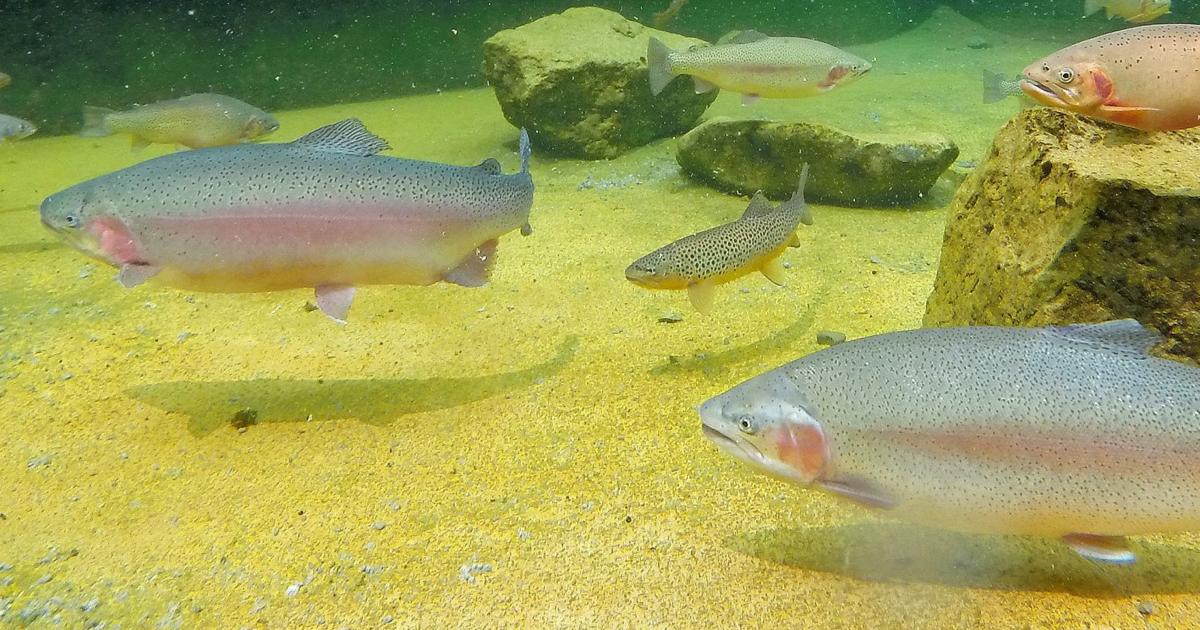 Fees Fish Montana Legislature considers raising private fish pond fees