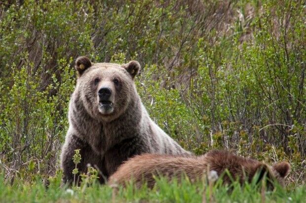 Grizzly bears