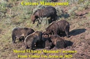Bear attractant